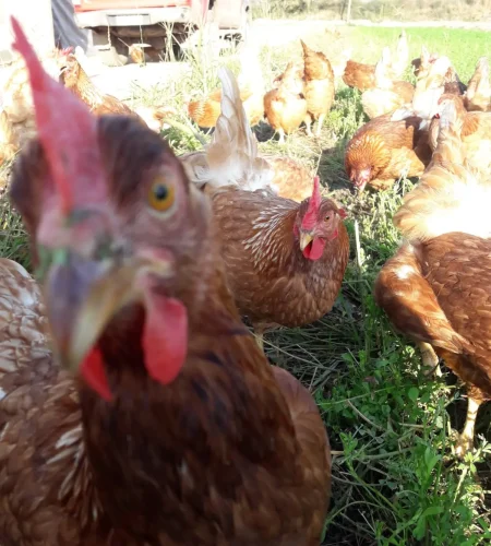 gallina-opt